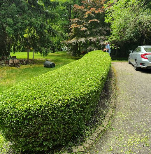 trimmed hedge